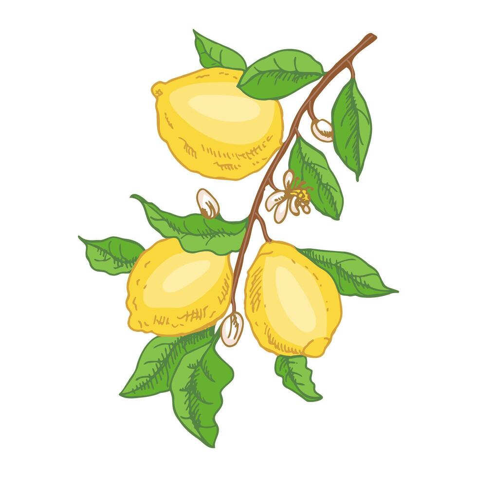 Hand drawn lemon sketch with fruits leaves and flowers vector