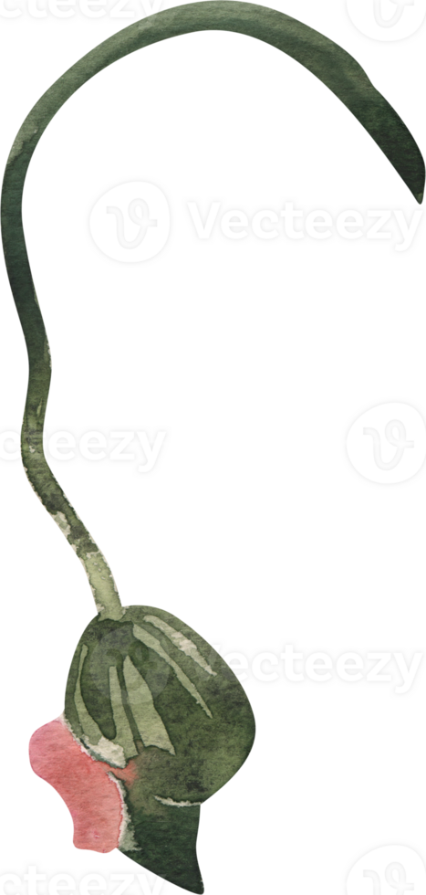 A green flower with a pink stem png