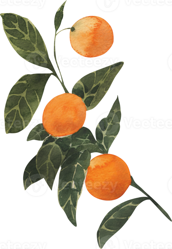 An illustration of oranges on a branch png
