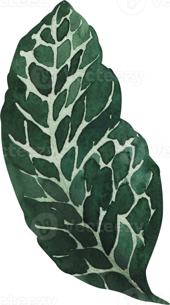A green leaf with white spots on it png