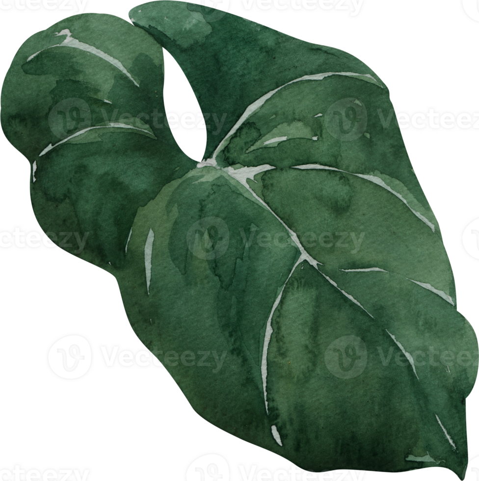 A watercolor painting of a large green leaf png
