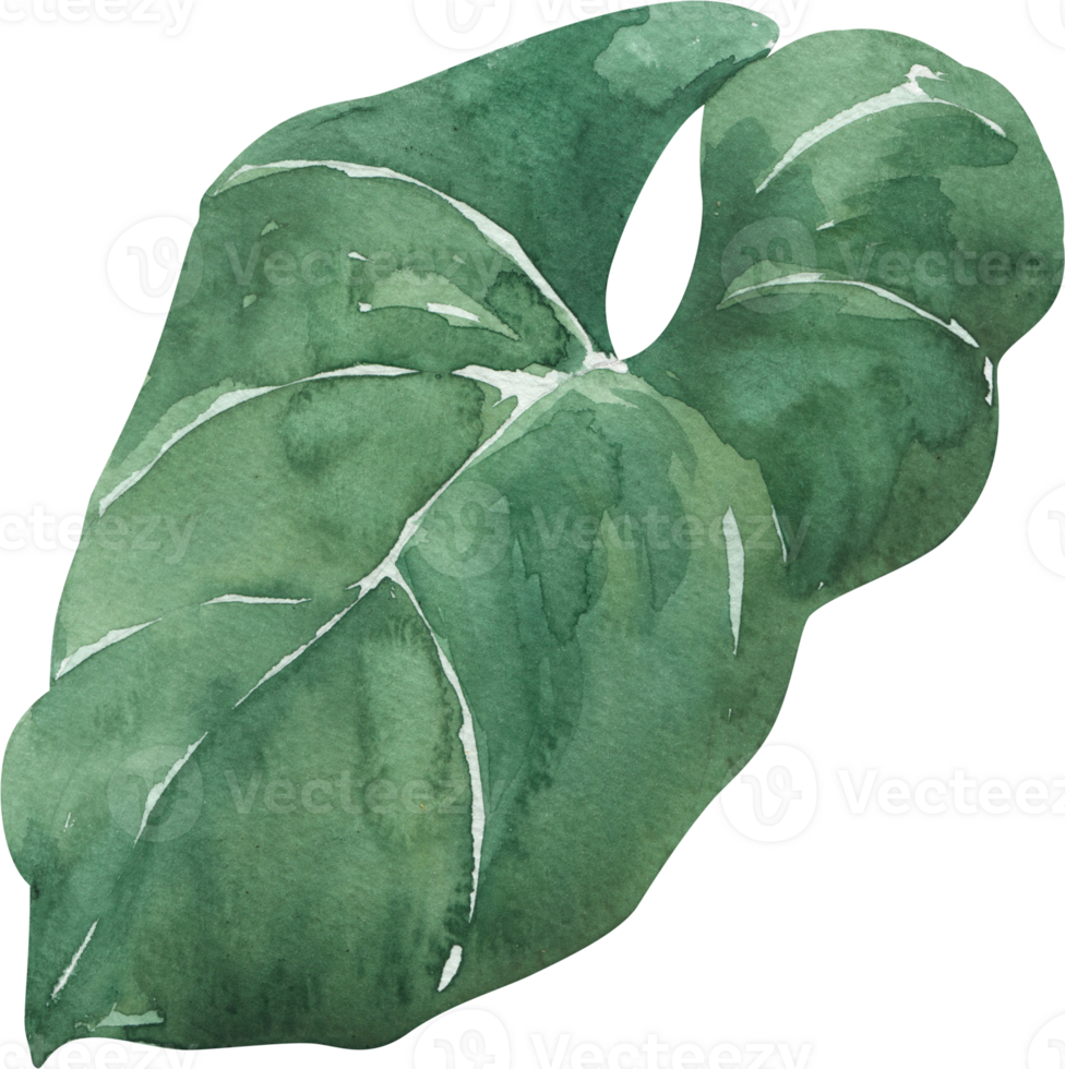 A watercolor painting of a large green leaf png