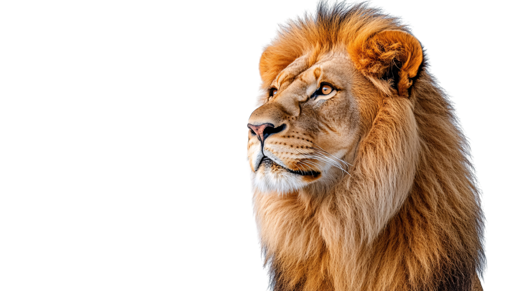 Side profile of a regal lion gazing into the distance, with its mane flowing, capturing the animal grace, dignity, and commanding presence png