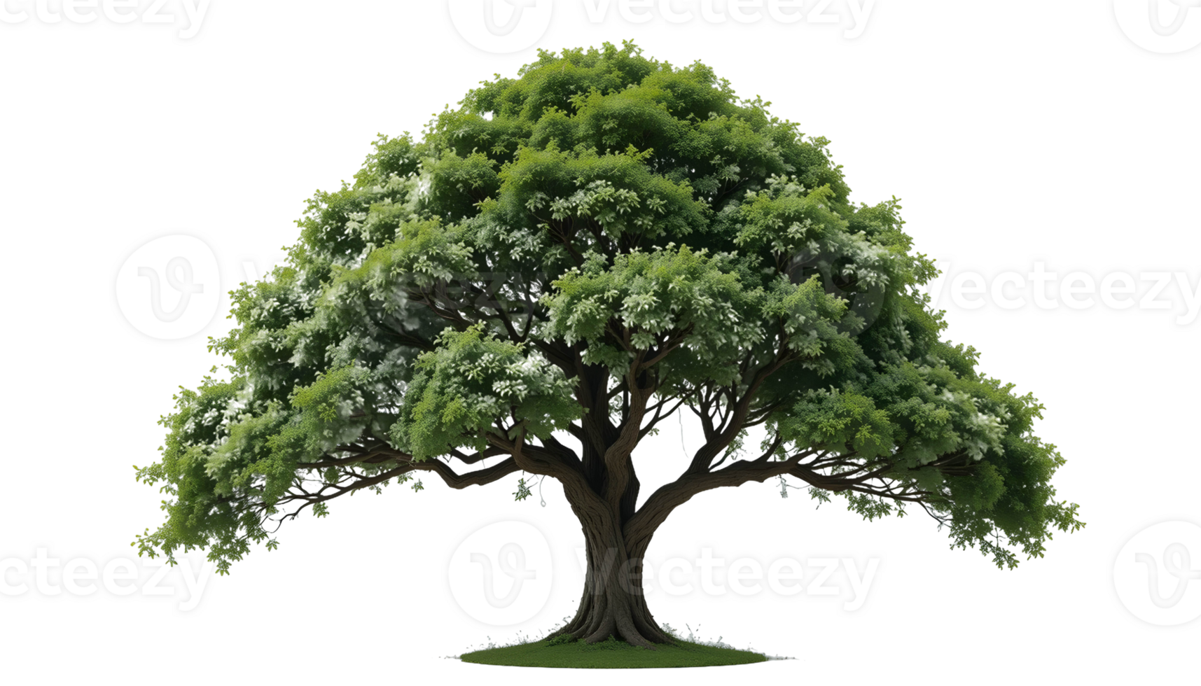 tropical trees isolated used for design, png
