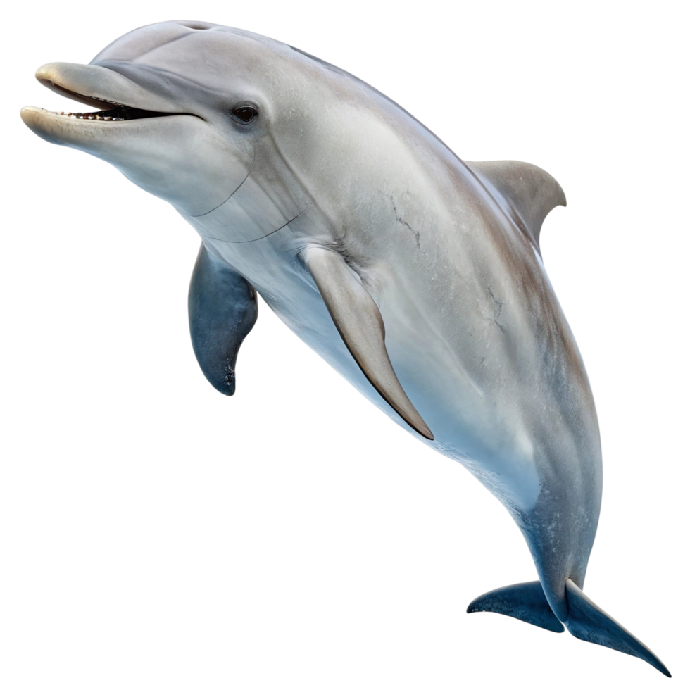 Playful Dolphin Leaping Out of Water png
