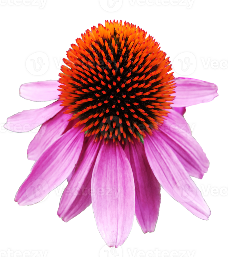 A pink Echinacea in full bloom. Close up. Cut out on a transparent background. png