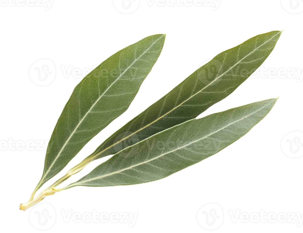 Twig with olive leafs png