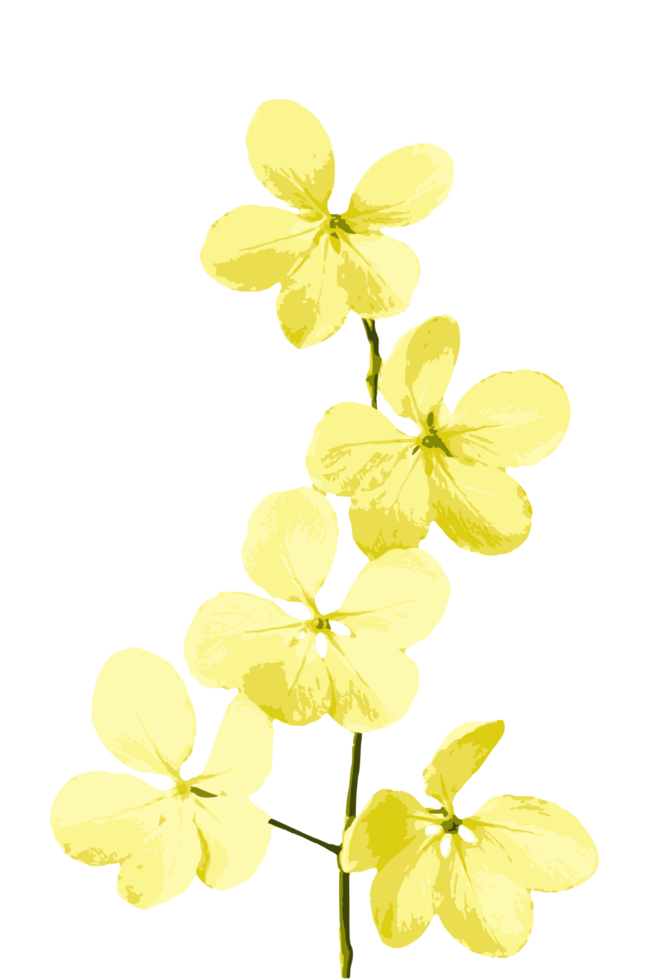 Yellow flower on a transparent background png
