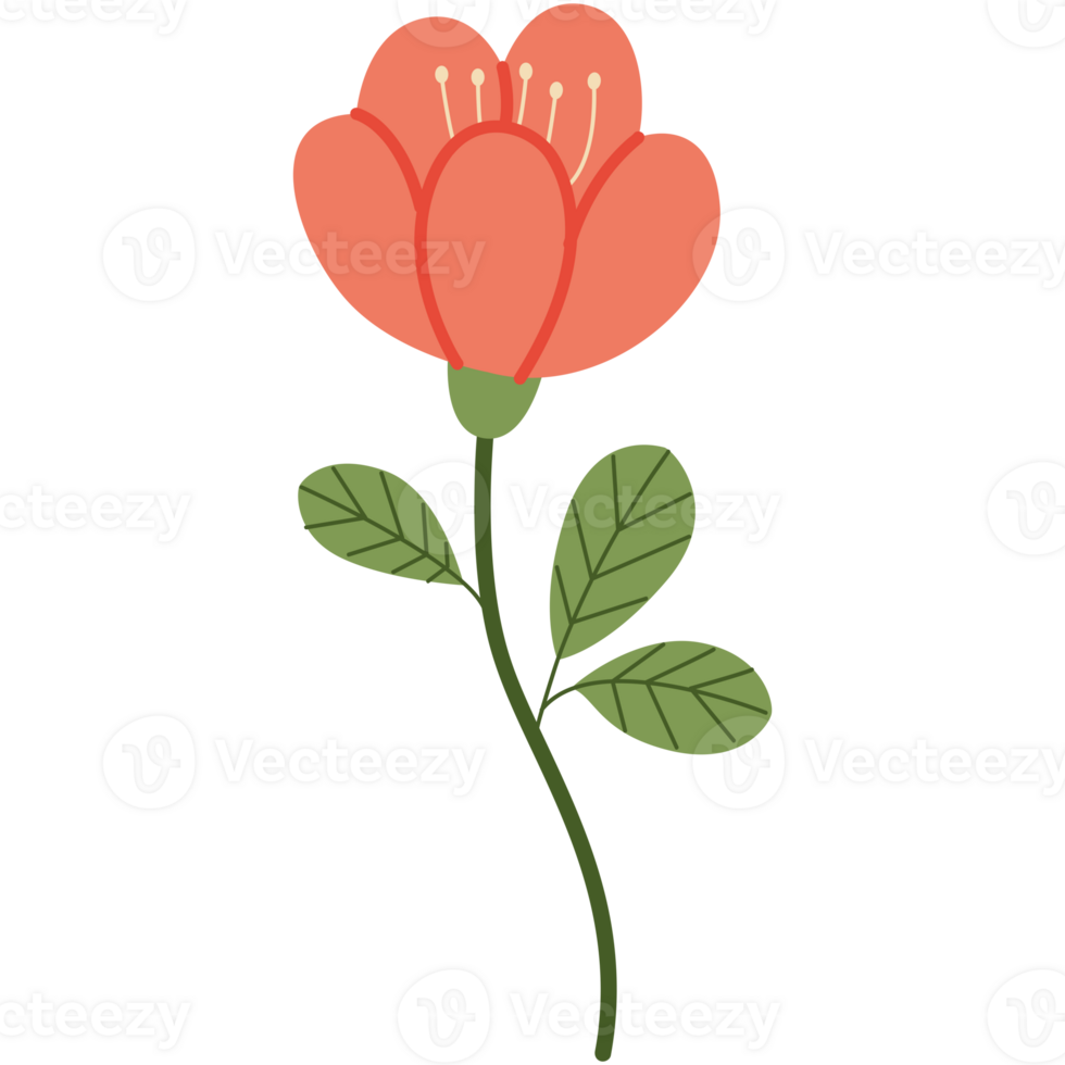 hand drawn spring flower illustration. botanical clip art. png