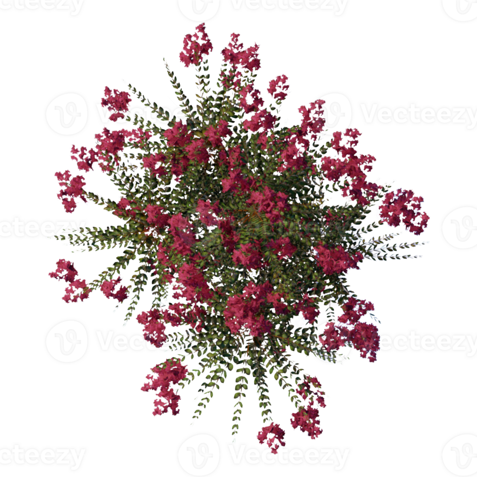 a 3d tree top view architecture nature garden aerial render. png