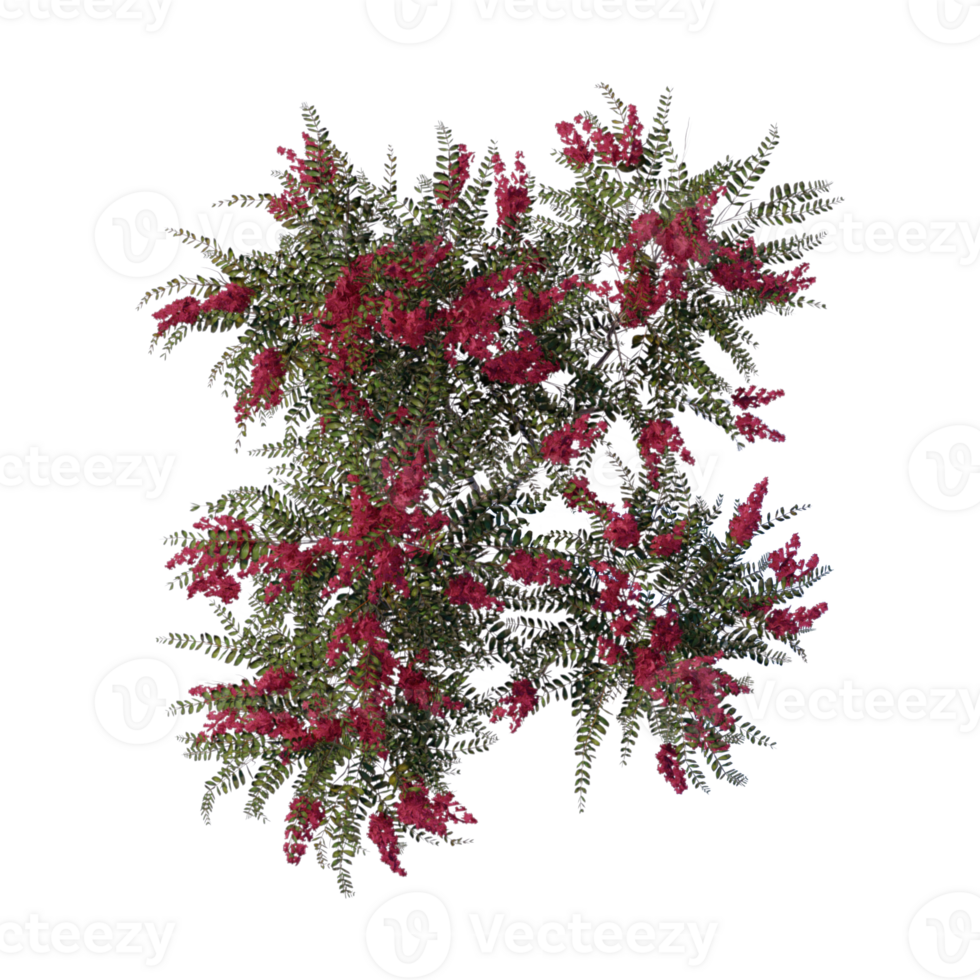 the 3d tree top view architecture nature garden aerial render. png