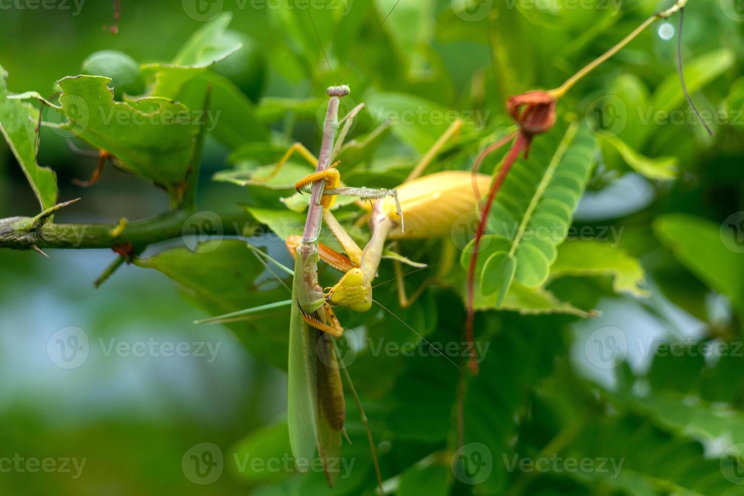 Mantis eat mantis. poor mantis eaten by its best friend. Cannibalism between insect. photo