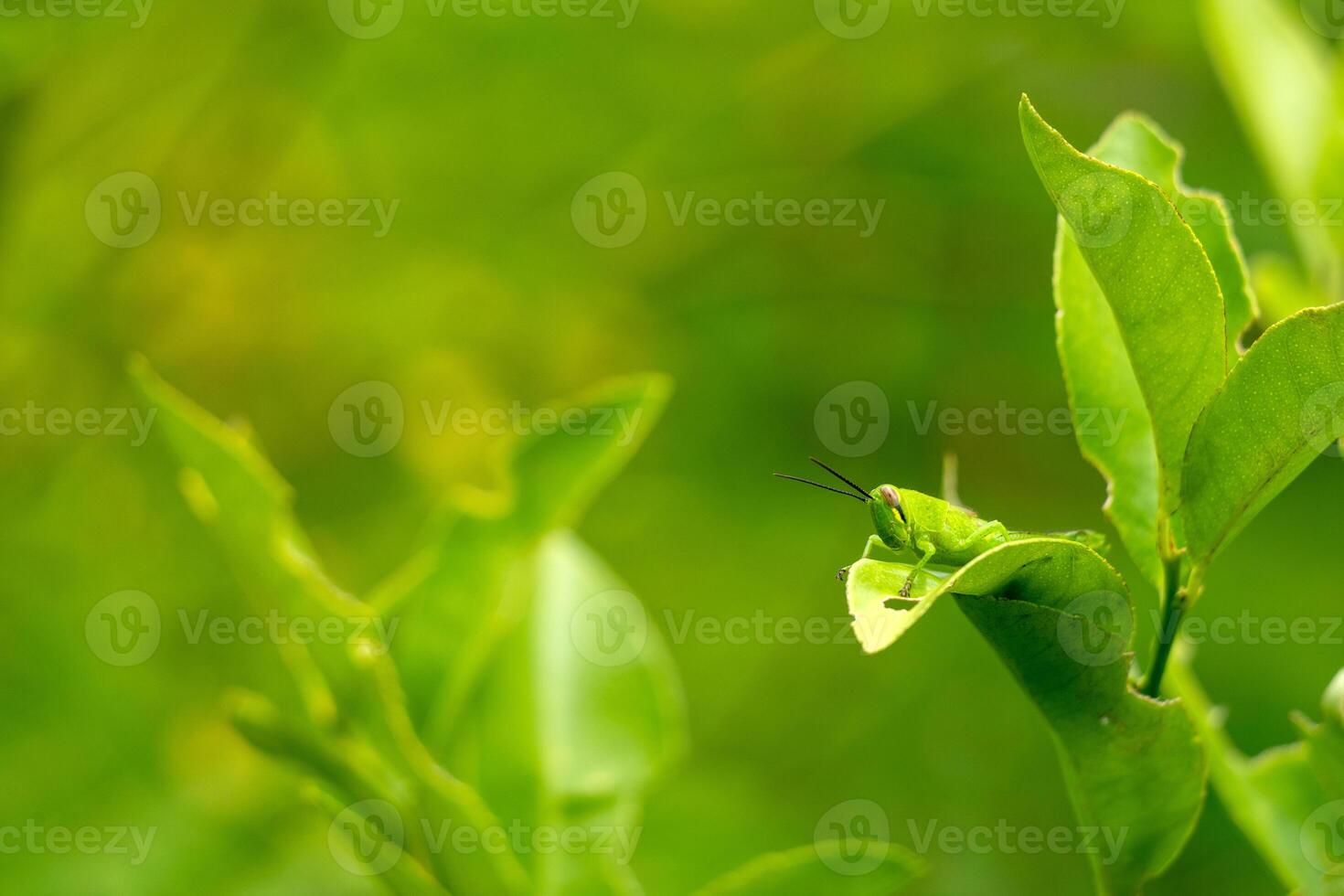 Green grasshopper perched on leaves. Grasshopper and beautiful greenery photo