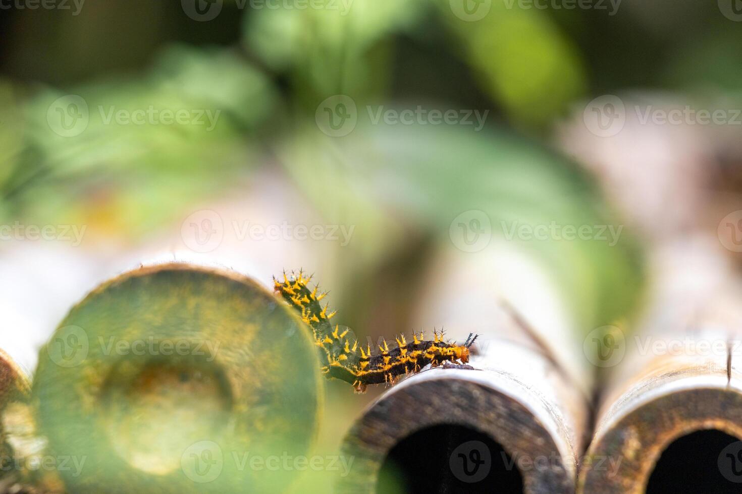 yellow black caterpillar crawling on bamboo stick. This insect known as Ulat bulu or Ulat gatel in Indonesia photo