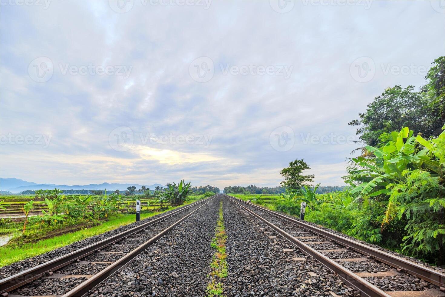 Railway Tracks Across Green Rice Fields on a Sunny Morning. Two-Way Railway Across Vibrant Fields at Sunrise photo