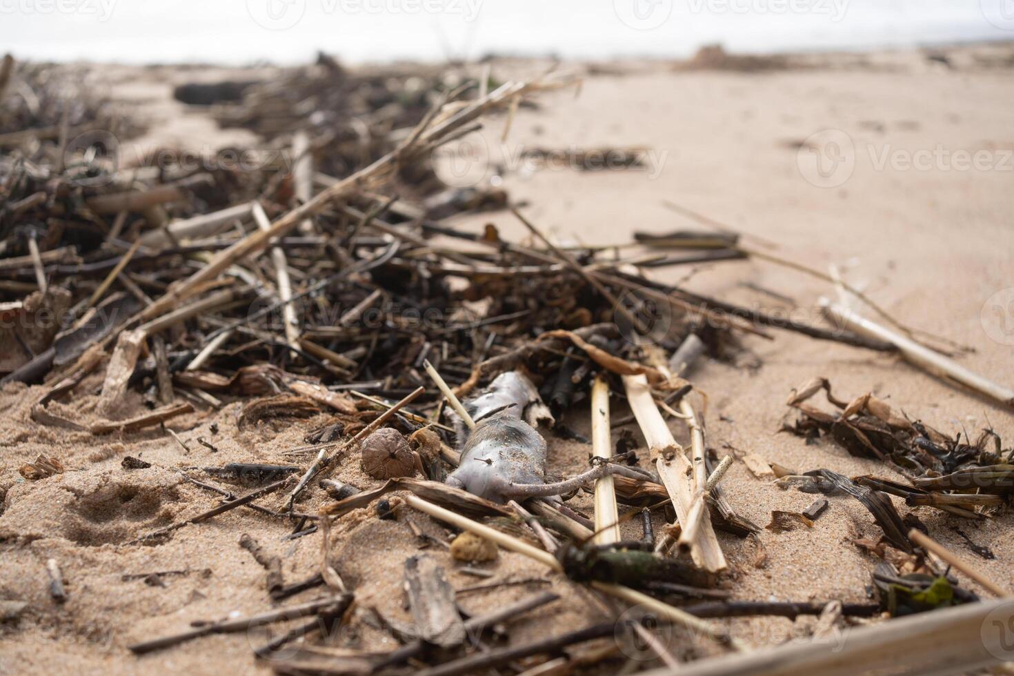 Dead rat with dry twigs on sandy beach during daytime photo