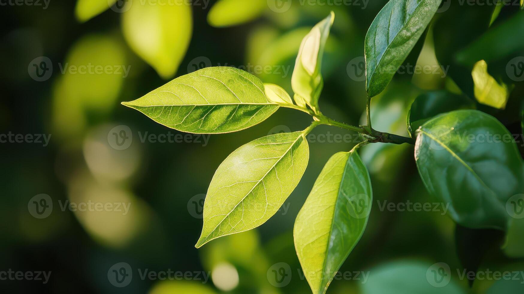 A close up of a green leaf on a tree photo