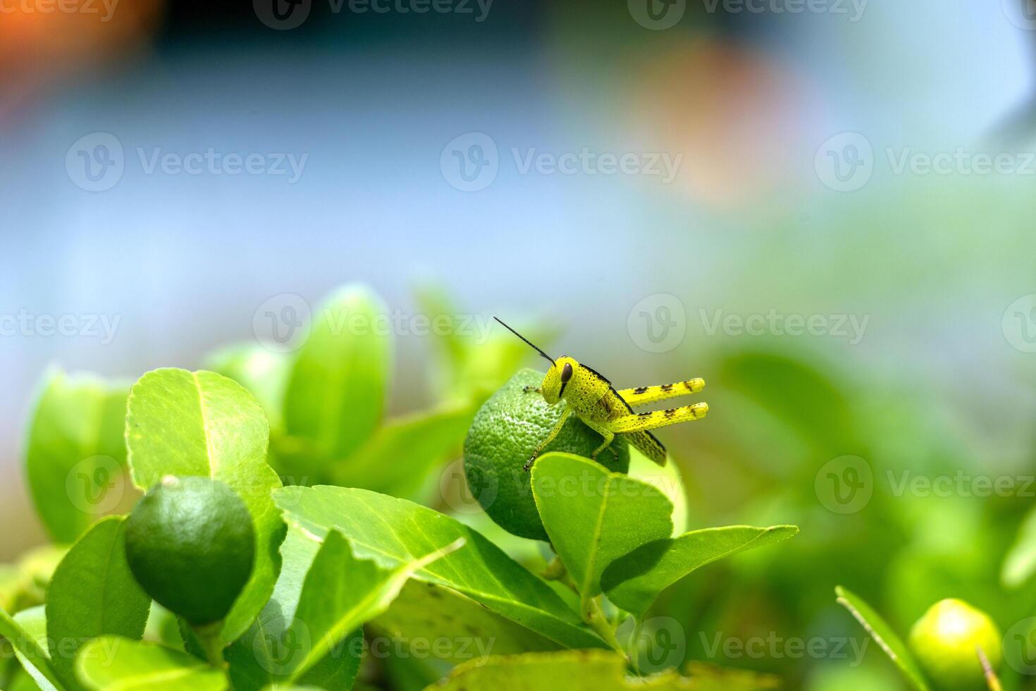 Dragonfly perched on the tip of a leaf, petai tree. Macro photo of dragonfly side view against bright green color