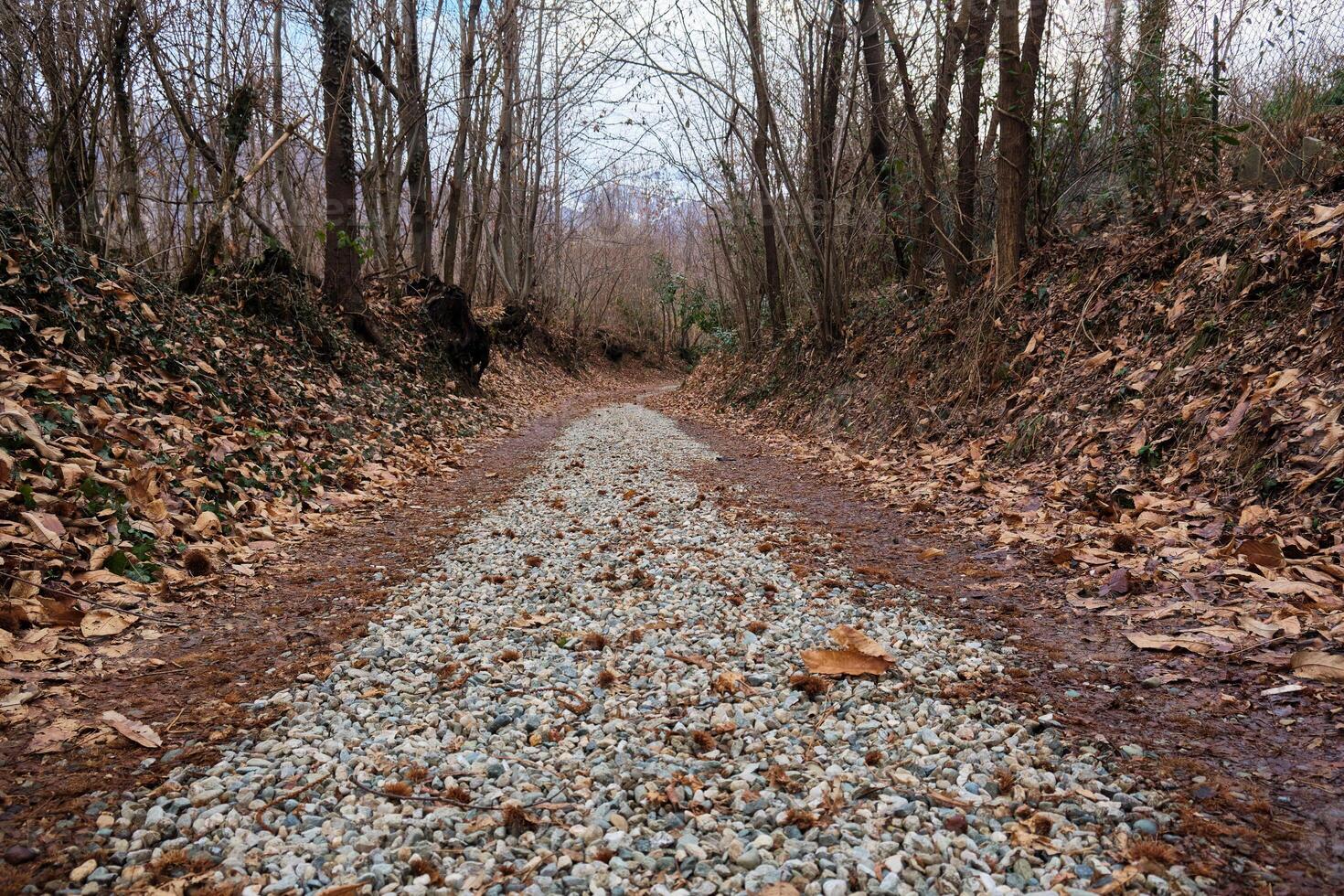 footpath that goes into the woods in winter with bare trees and dry leaves on the ground photo