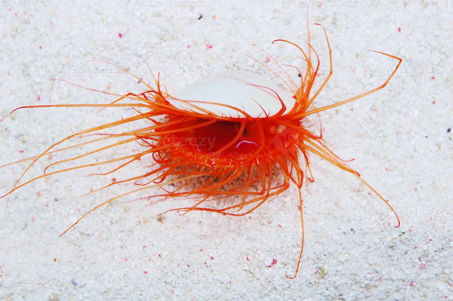 Flashing Electric Eye Scallop flowing in the water current, Limaria spp photo