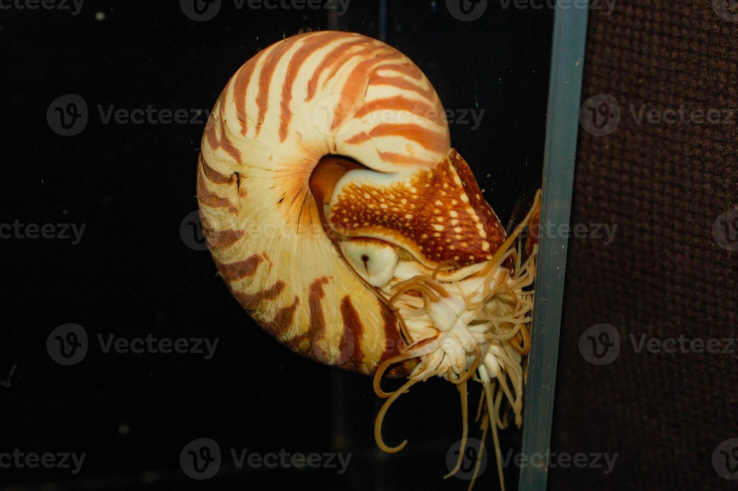 Chambered Nautilus - Nautilus pompilius photo