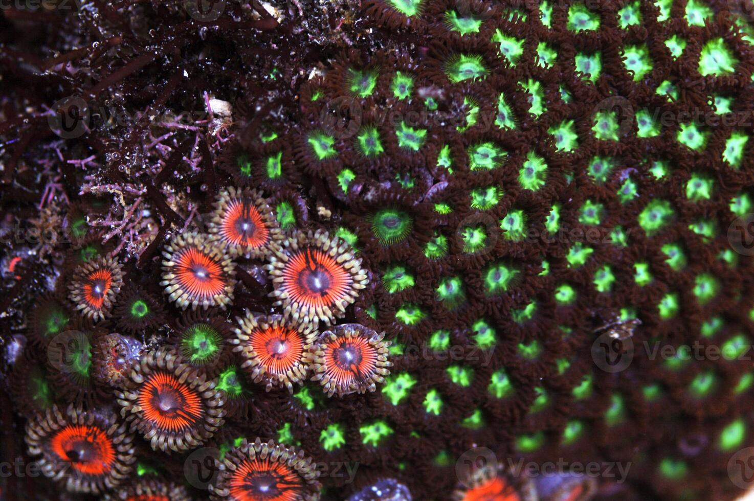 Metallic Pink Zoanthids with Green Zoo's, Zoanthus spp. photo