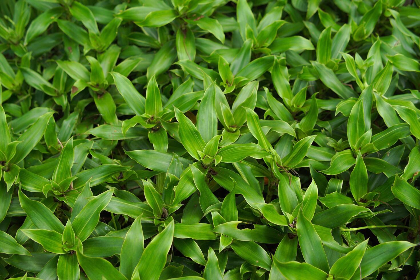Fresh green Callisia fragrans plant photography photo