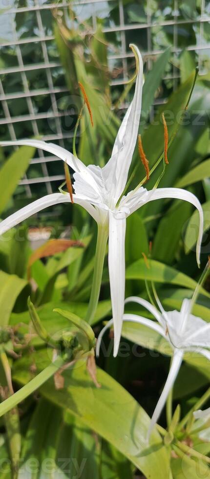 Pure white orchid flowers sway in the wind photo