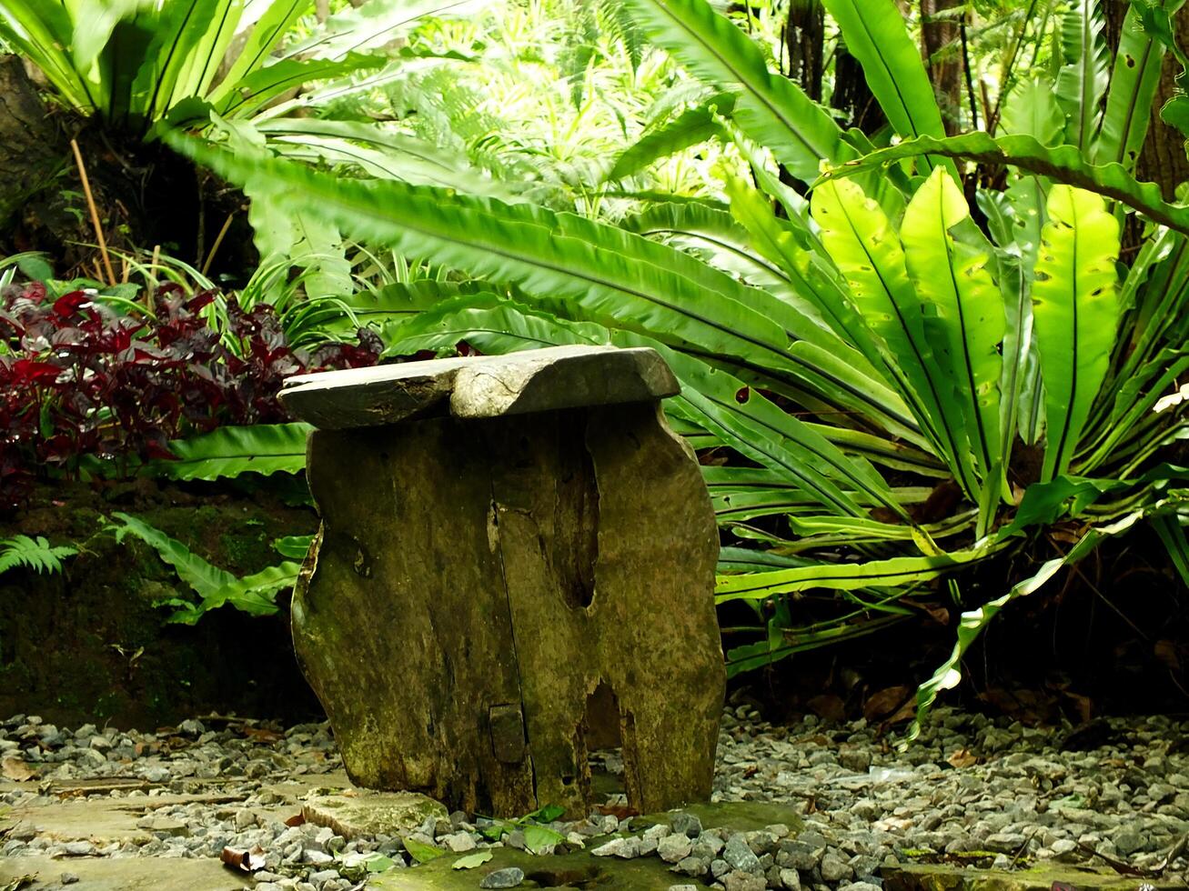Stone bench in a lush green garden. The bench is surrounded by a variety of plants, including a large fern and a small bush. The garden is a peaceful and serene place, perfect for relaxation photo