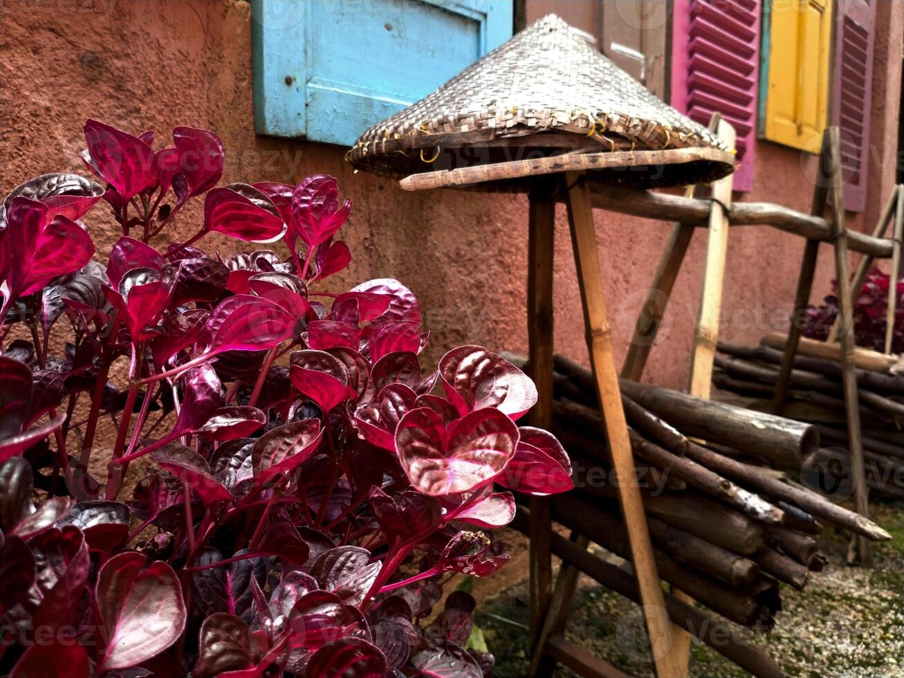 Colorful building with pink flowers plants. The building have multi color wooden window. There are traditional bamboo hats and piles of dry wood. photo