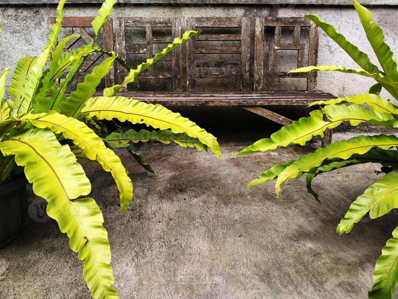 a large bird's nest fern tree in a pot and an old, worn wooden bench. the scene is so nostalgic and calm photo