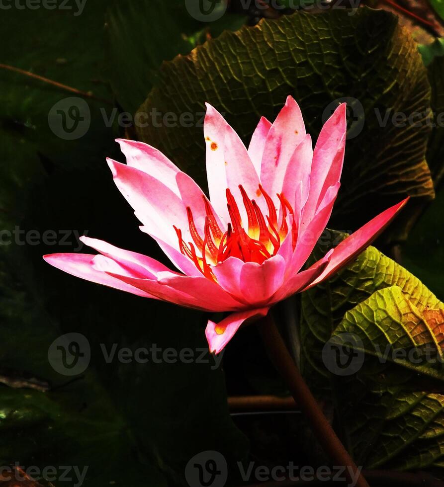 Pink lotus flower with a red center is in the foreground of a green leafy background. The flower is the main focus of the image, and it is the most vibrant and beautiful part of the scene photo