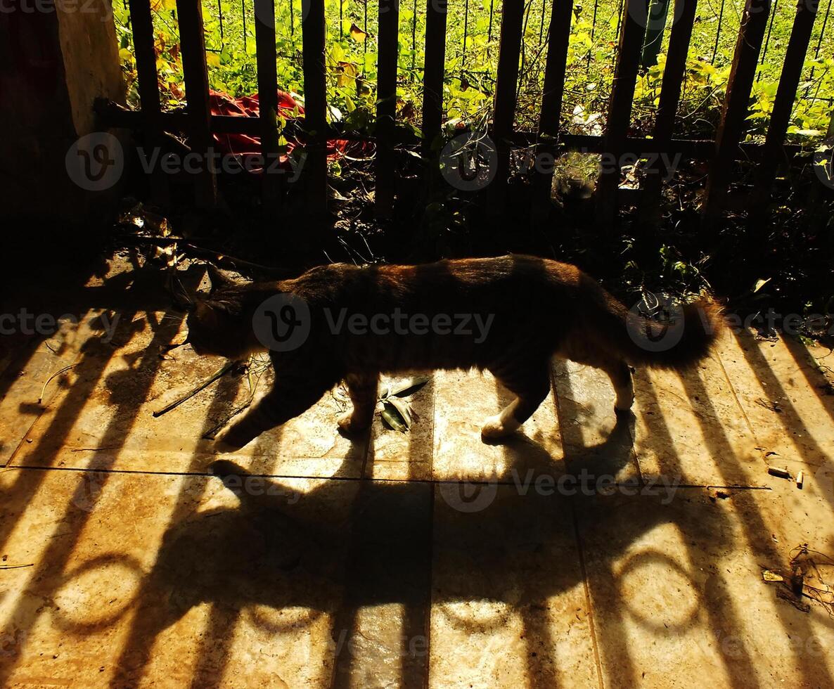 Cat is walking on a sidewalk in the sun. The cat is walking in the shadow of a fence photo