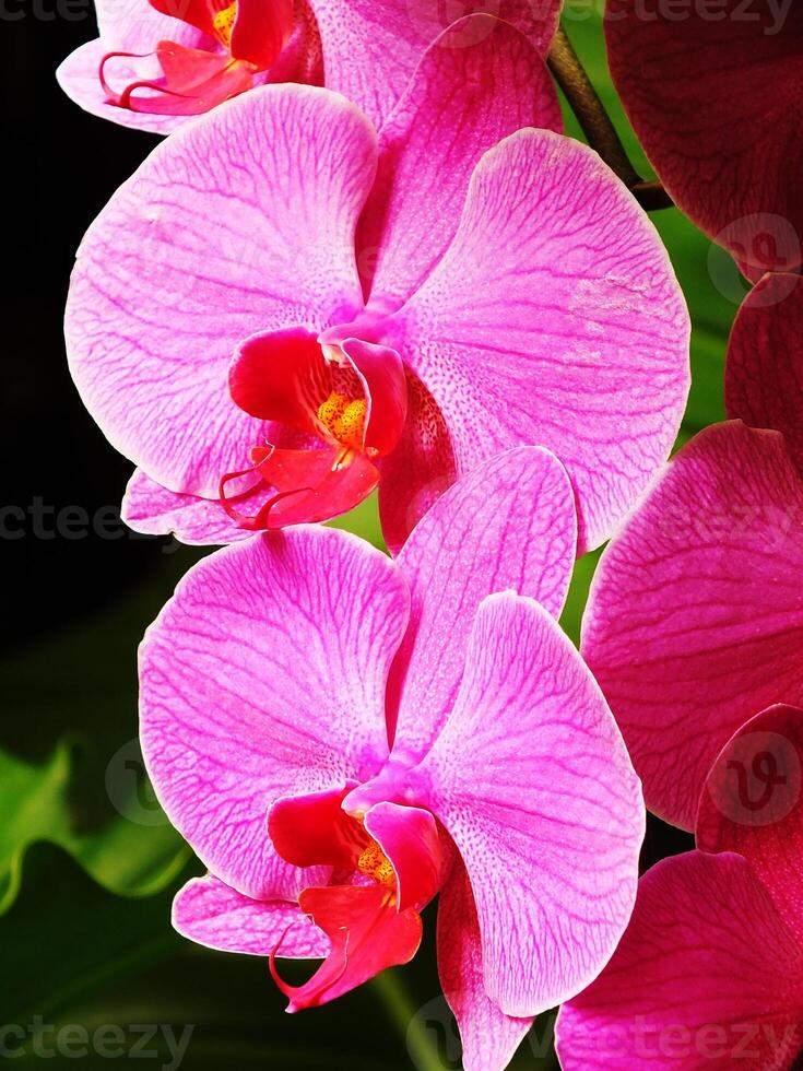 Bunch of pink phalaenopsis orchid blooming. The flowers are large and vibrant. photo