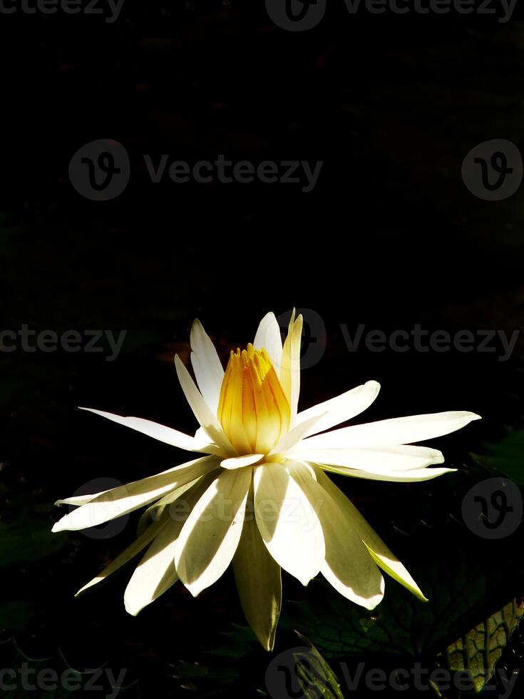 White lotus flower with yellow petals is in the foreground of a black background. The flower is the main focus of the image, and it is the most prominent element photo