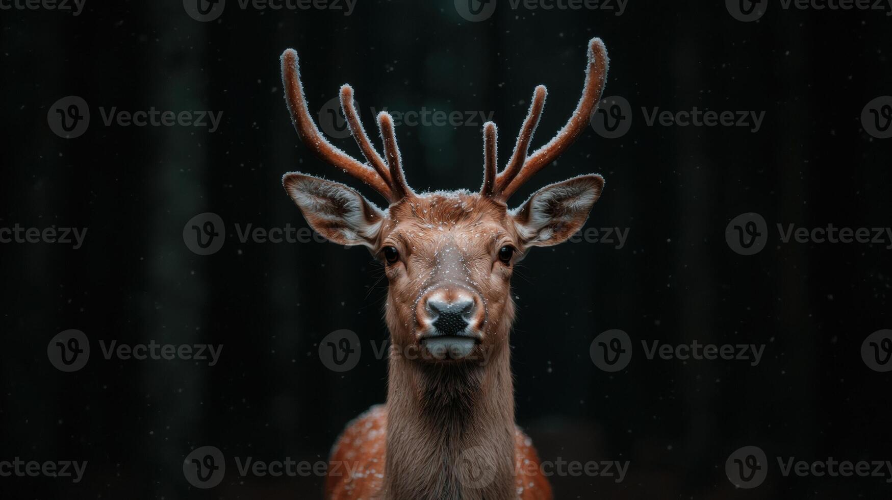 Closeup of a deer in the snow photo