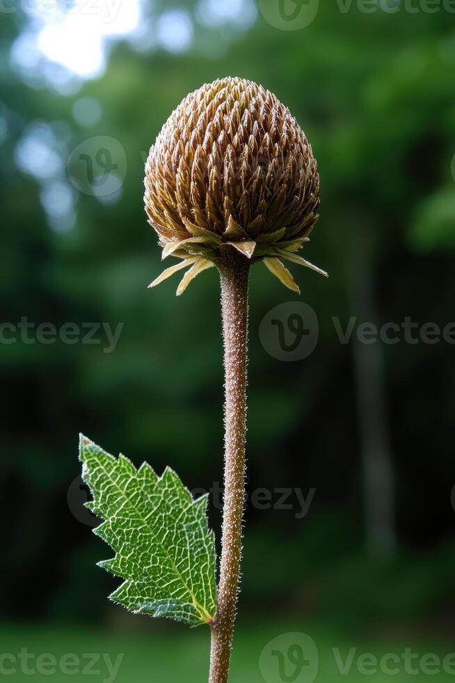 Dried flower head on a long stem with a single leaf photo