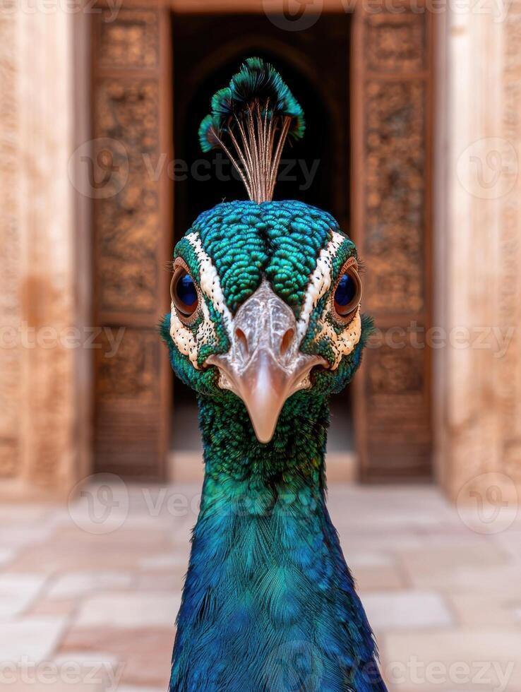 Close up of a peacocks face, looking directly at the camera photo