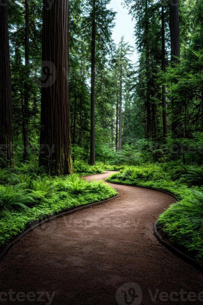 Winding path through lush forest photo