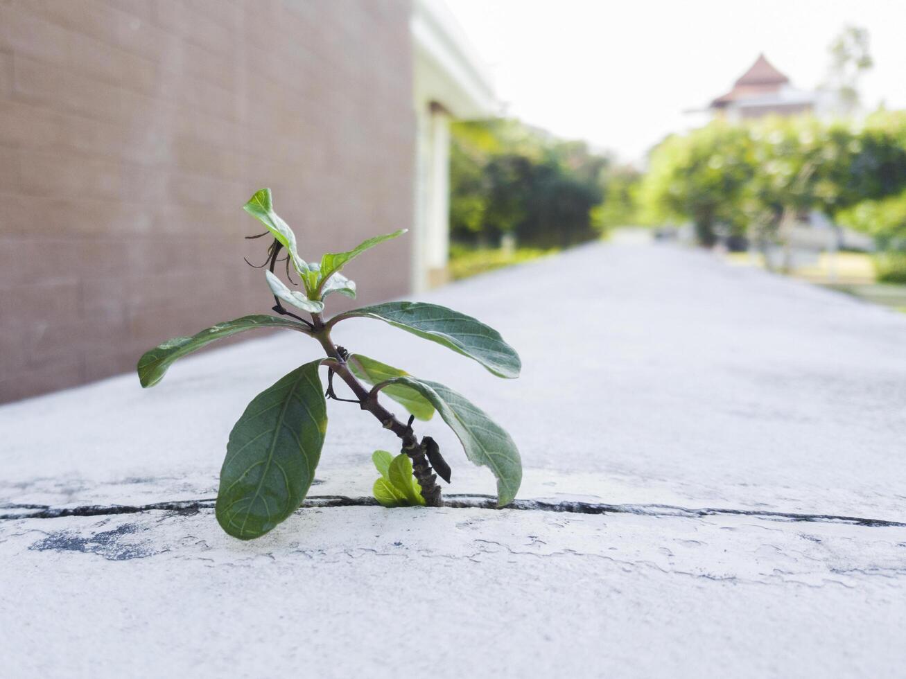 Small green tree on the cement wall. photo