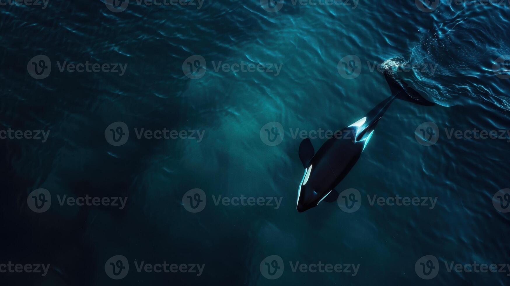 An aerial view of a killer whale swimming in the ocean photo