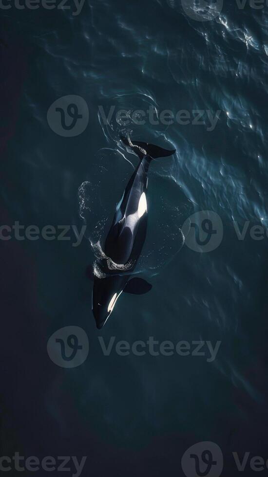 An orca whale swimming in the ocean photo
