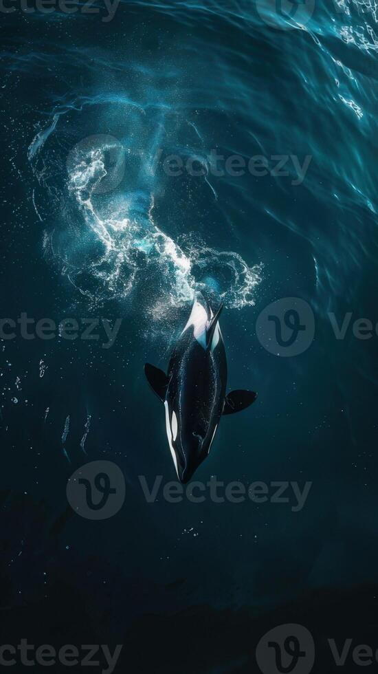 An orca whale swimming in the ocean photo