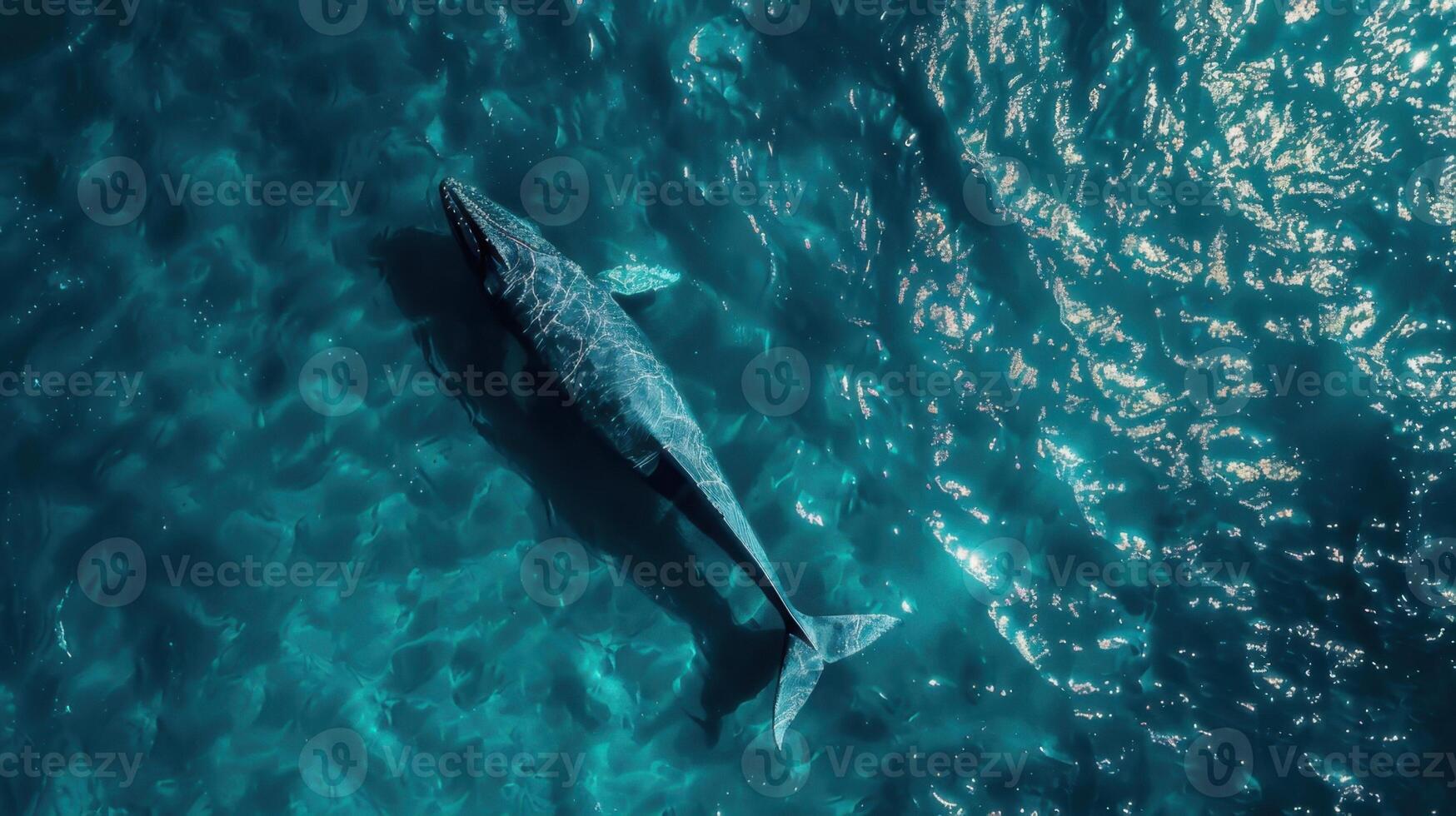 Humpback whale in the ocean. Aerial view of a whale photo