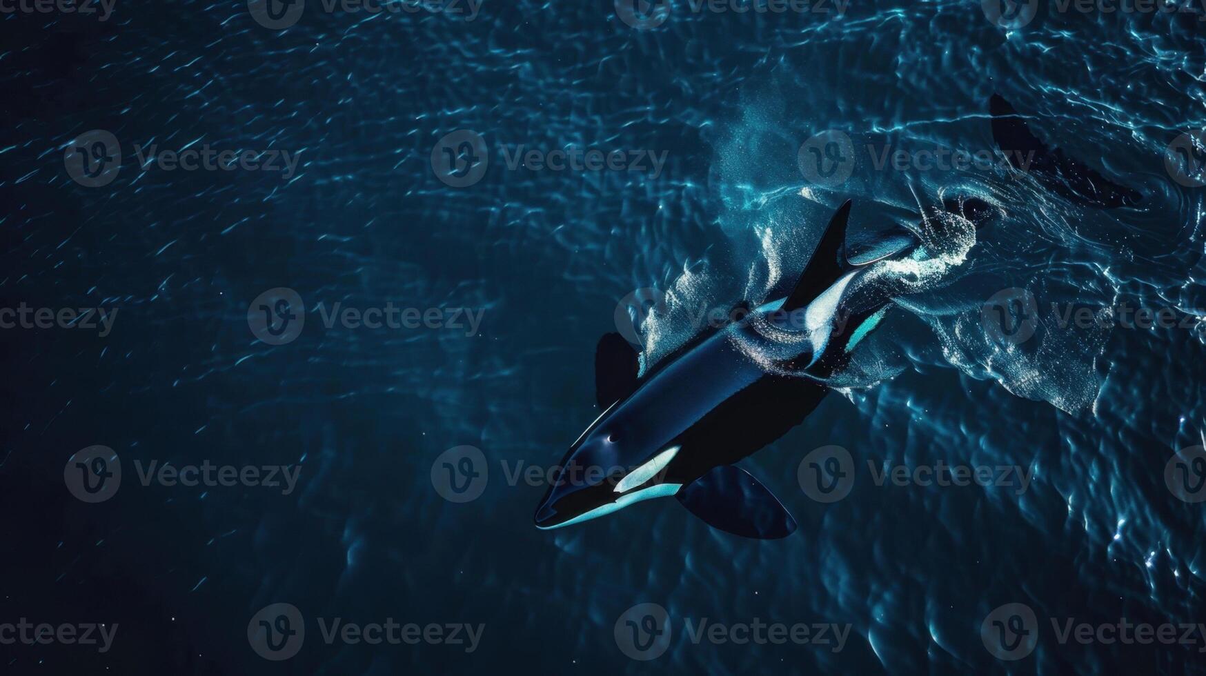 An orca whale swimming in the ocean photo