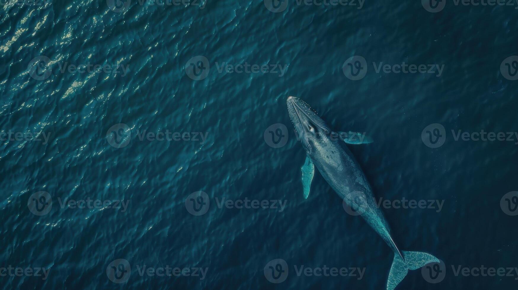 Whale swims in the sea. View from above. Toned. photo