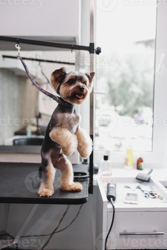 process of final shearing of a dog's hair with scissors. muzzle of a dog view photo