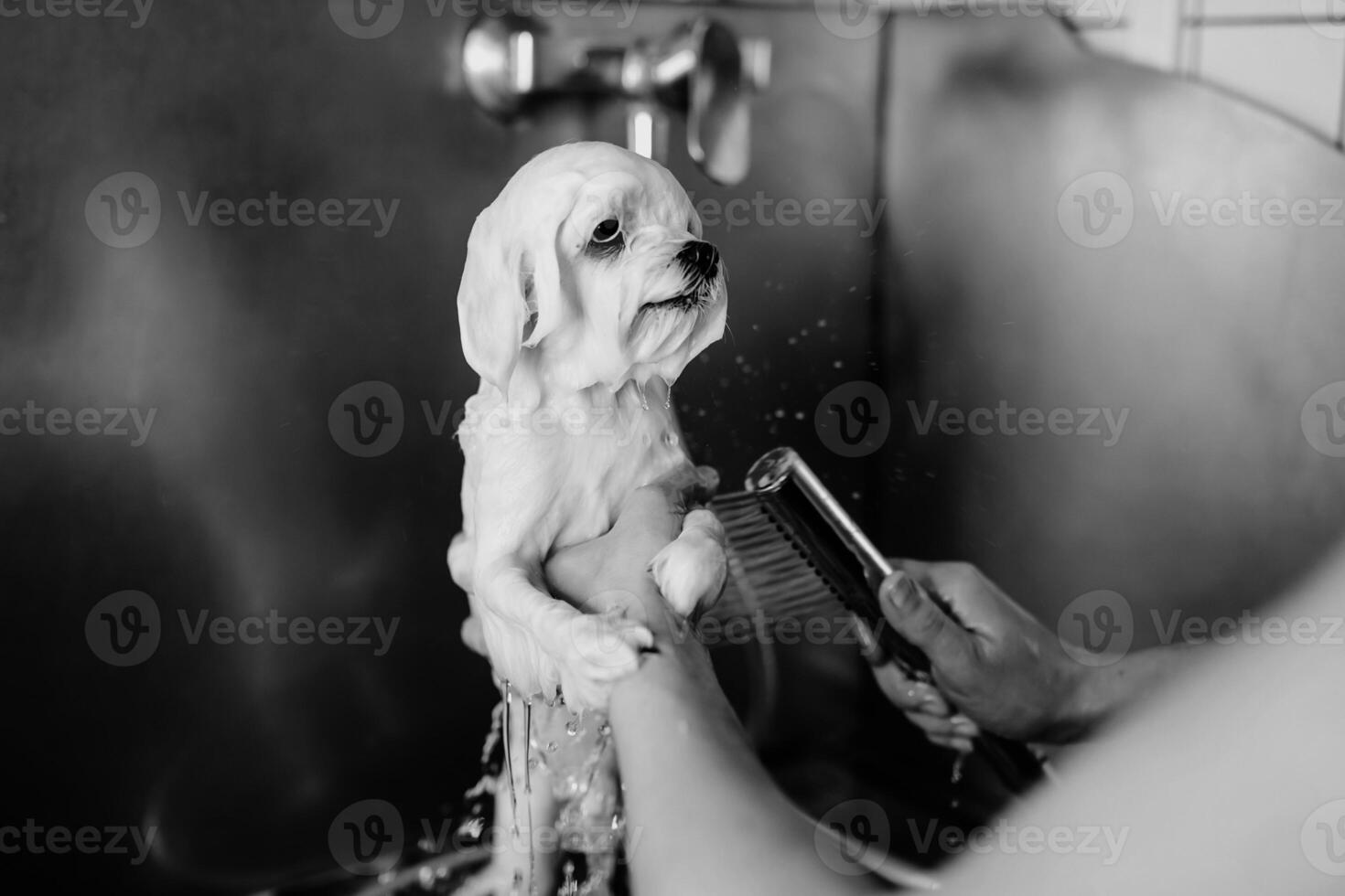 Bathing the dog. Care and help for little friends. photo
