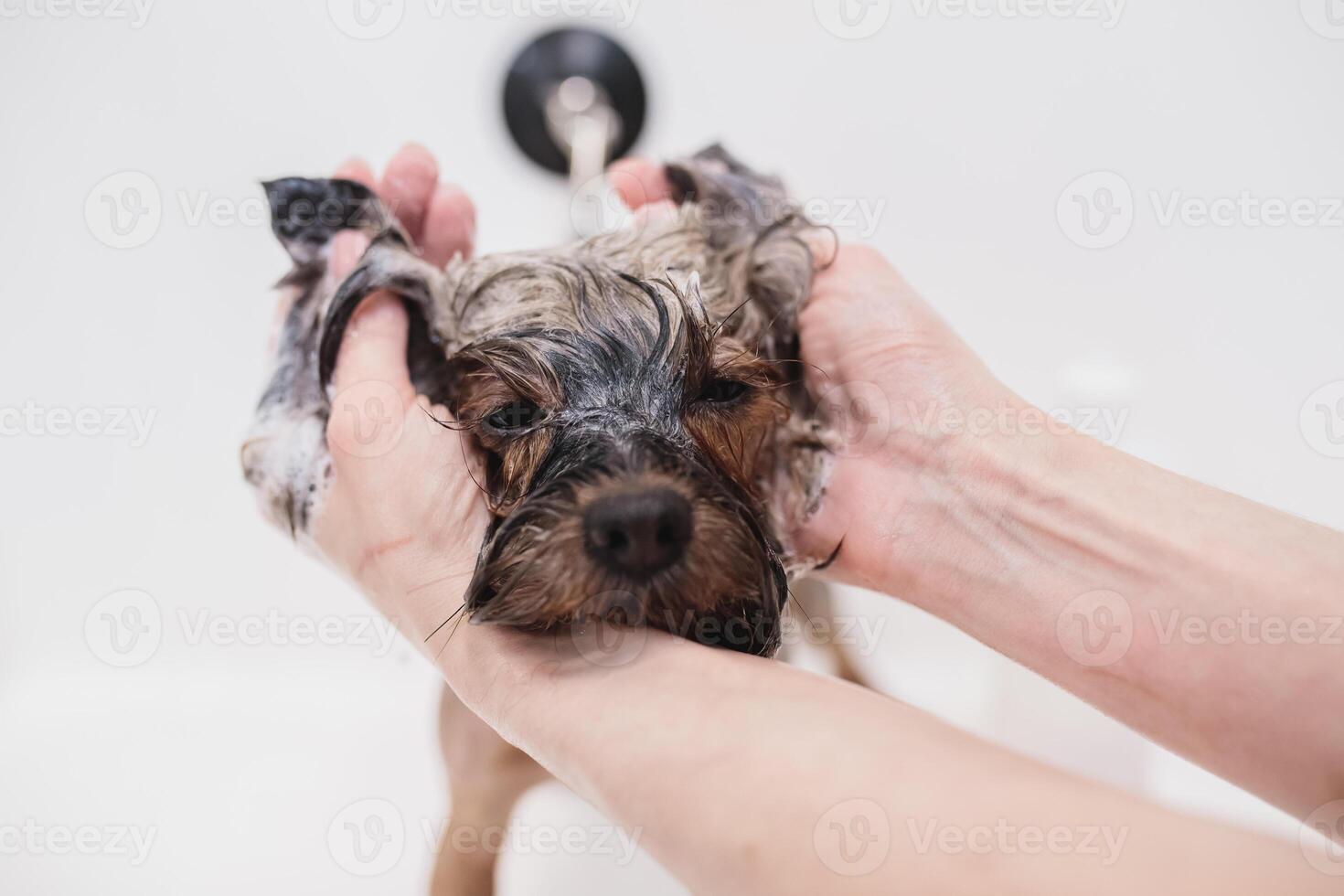 process of final shearing of a dog's hair with scissors. muzzle of a dog view photo
