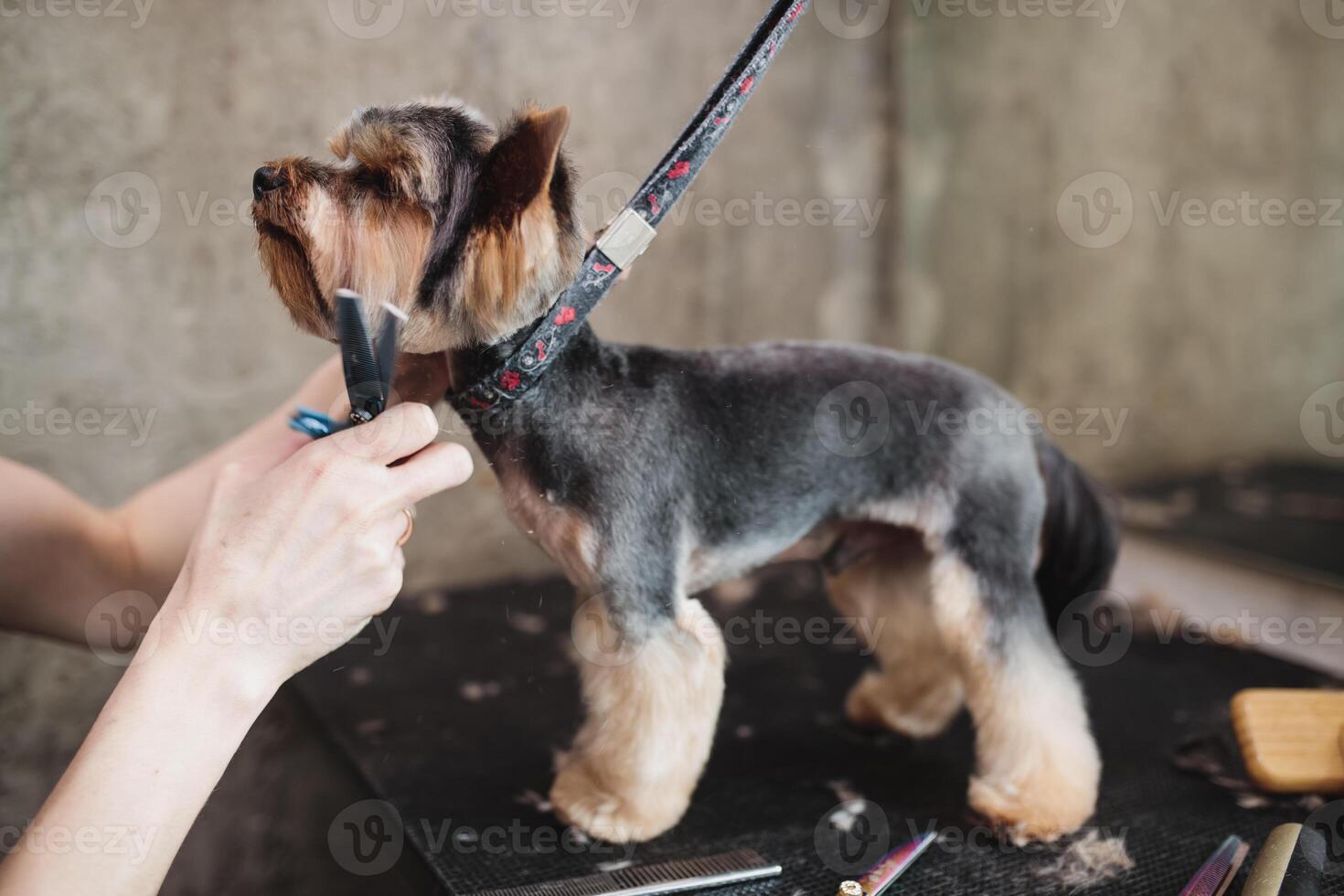 process of final shearing of a dog's hair with scissors. muzzle of a dog view photo